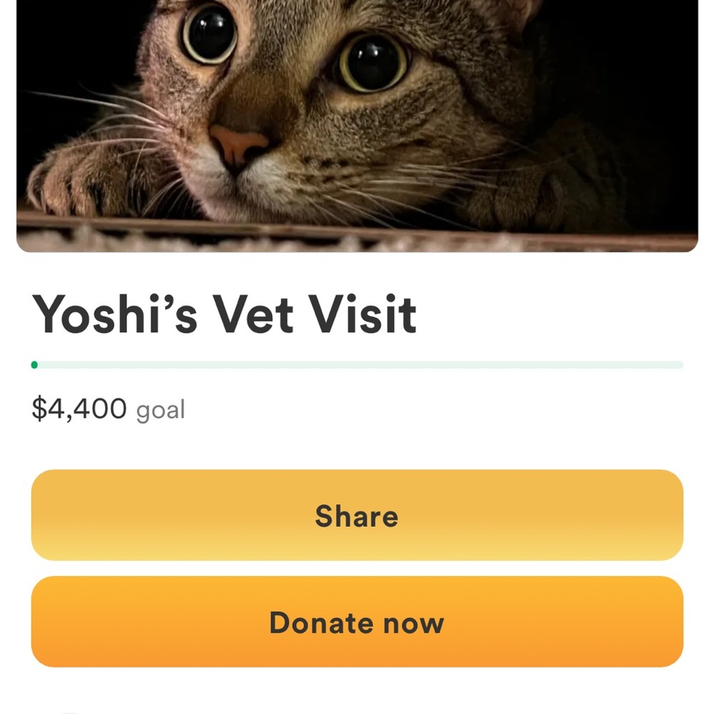 Cat lovers need support - Picture 2 of 2